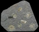 Dactylioceras Ammonite Cluster - Posidonia Shale #52906-1